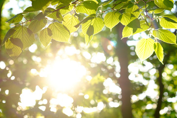 Wall Mural - background with fresh green foliage in spring in sunlight.