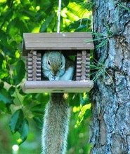 Squirrel In Birdhouse On Tree