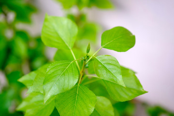 Wall Mural - fresh green foliage in spring in the forest closeup.