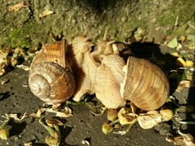 Snails Mating On Field