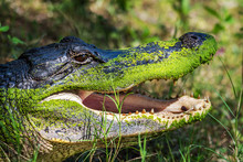 Alligator With A Dirty Head In Brazos Bend State Park!