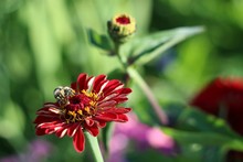 High Angle View Of Bumblebee On Red Flower