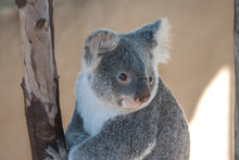 Koala Bear Portrait 