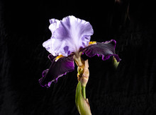 Hybrid Blue-Blue Iris