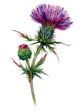 Watercolor Illustration Of Red Thistle