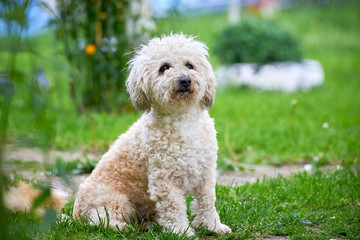 Bichon frise, beautiful white dog 