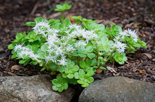 Wild Stonecrop (Sedum Ternatum), A Native Plant Of Eastern North America, Growing In Rock Garden In Central Virginia.