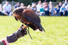 Golden Eagle Eating In A Falconry Show With Unrecognizable People On The Arm Of Its Trainer. Animal Concept