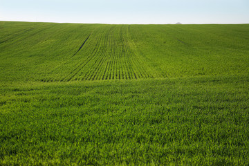 Wall Mural - Sown farm field with wheat and cereal. Rising sprouts of barley and oats. A boundless garden with bread for food. Industrial stock theme