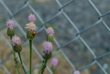 Ladybug On Thistle Against Chainlink Fence