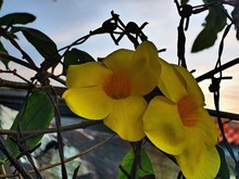 Close-up View Of Yellow Flowers On Creeper Plant
