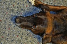 High Angle Portrait Of Black Dog Lying On Carpet