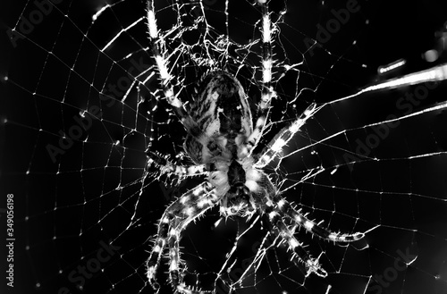 Fotografía Close-up Of Spider On Web