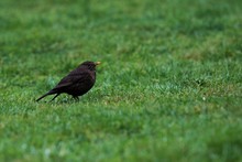 Black Bird On Green Grass