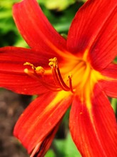 Close-up Of Red Day Lily