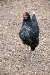 Wall Mural - this is a black chicken with a red wattle and comb