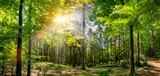 Fototapeta Las - Silent Forest in spring with beautiful bright sun rays