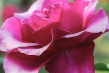 Detail Shot Of Pink Flower