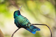 Hermosa ave colibri descansando en la rama de un arbol. Es un lindo pajaro colorido
