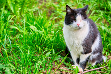 Black White Cat Sits In The Grass Color