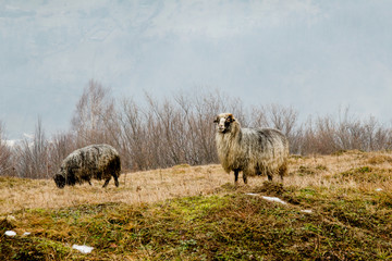 Two sheeps on the old grass with the mountains background