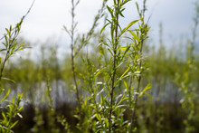 Sandbar Willows (also Known As A Ditchbank Willow Or Coyote Willow) In The Sunshine On The Shores Of A Small Pond