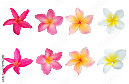 Fotomural Collection of Plumeria isolated on white background