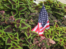 American Flag In The Garden