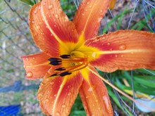 Close-up Of Raindrops On Orange Flower