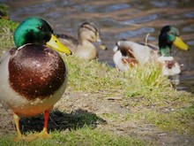 Close-up Of Ducks At Lakeside