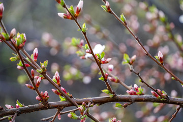 the beginning of flowering cherry tree, sakura. Blooming flowers, buds and leaves. Spring wallpaper pink brown motley color filled background
