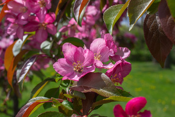 Wall Mural - Close up view of beautiful deep pink crabapple tree flower blossoms in full bloom, with blue sky background