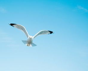 Seagull are flying against the blue sky