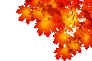 red maple tree leaves white background isolated close up, red maple branches frame, orange lush foli