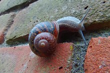 Close-up Of Snail On Brick Wall