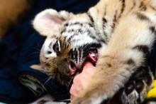 Photo In Which A Tiger Cub Bites A Human Hand In The Game