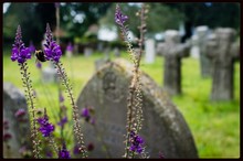 Honey Bee On Purple Flower Plant Against Cemetery