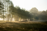 Fototapeta Krajobraz - Réveil de la campagne normande