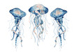 © EvgeniiasArt - Jellyfish watercolor illustration. Painted medusa isolated on white background, underwater wildlife.