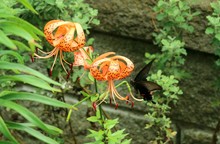 High Angle View Of Black Butterfly On Tiger Lily