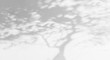 Tree shadow and light with leaves, tree trunk, branch, shadow bokeh  on white wall background