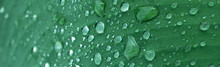 Rain Drop Water On Dark Green Leave Freshness Nature Banner Background