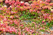 liście,mur,jesień
