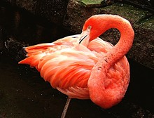 Close-up Of Flamingo Against Retaining Wall