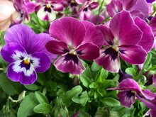 Close-up Of Pansies Blooming Outdoors