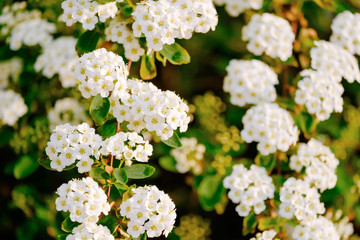 Wall Mural - beautiful white blossoms of alyssum in spring also known as sweet alison blooming.