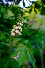 Wall Mural - beautiful white blossoms of a chestnut tree close-up.