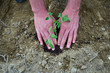 Man hands planting a tree