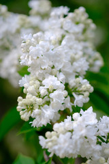 Wall Mural - close-up of a beautiful blooming white lilac.