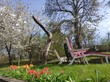 tulips, sunbeds, garden, spring, relax, nature, idyll